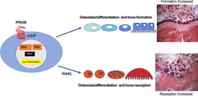 PTH1R Actions on Bone Using the cAMP/Protein Kinase A Pathway